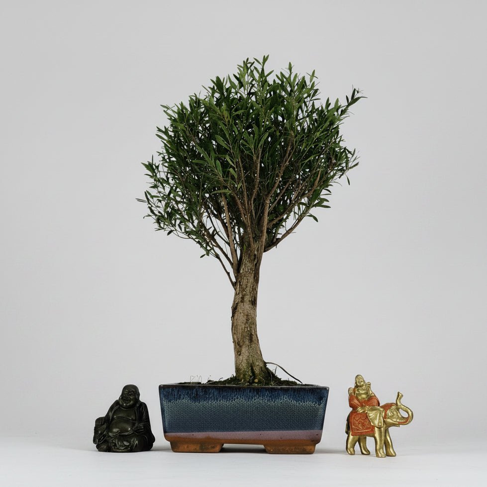 Brush Cherry (Syzygium) Bonsai Tree | Broom | In 20cm Pot | Luxury Home Accessories | Heulog Glow