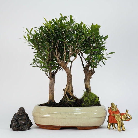 Brush Cherry (Syzygium) Bonsai Tree Forest | Group of 3 | In 25cm Pot | Luxury Home Accessories | Heulog Glow