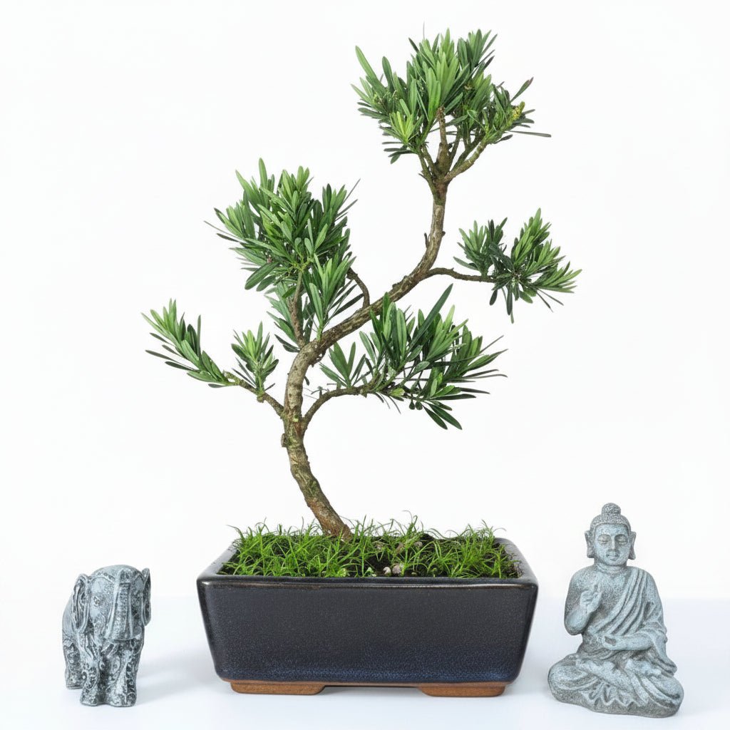 Buddhist Pine (Podocarpus Micro) Bonsai Tree | Shaped | In 20cm Pot | Luxury Home Accessories | Heulog Glow
