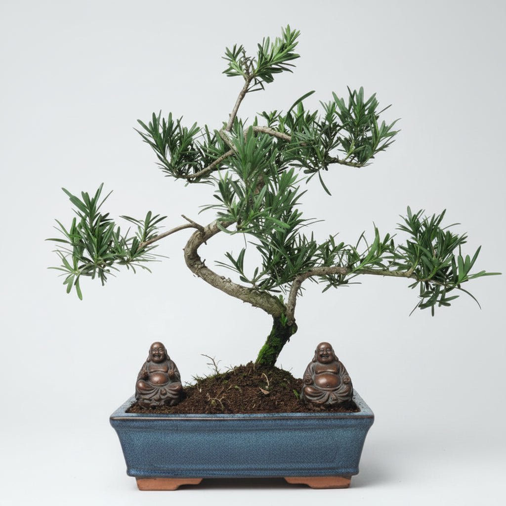 Buddhist Pine (Podocarpus Micro) Bonsai Tree | Shaped | In 25cm Pot | Luxury Home Accessories | Heulog Glow
