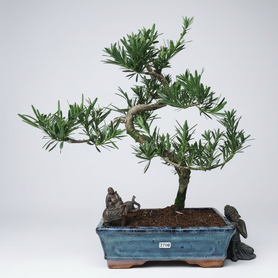 Buddhist Pine (Podocarpus Micro) Bonsai Tree | Shaped | In 25cm Pot | Luxury Home Accessories | Heulog Glow