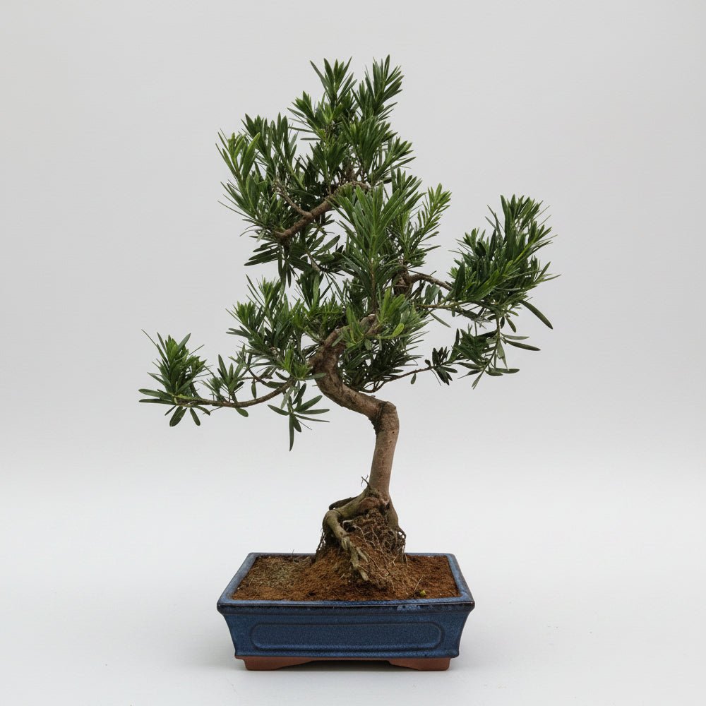 Buddhist Pine (Podocarpus Micro) Bonsai Tree | Shaped | In 25cm Pot | Luxury Home Accessories | Heulog Glow