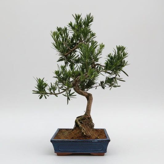Buddhist Pine (Podocarpus Micro) Bonsai Tree | Shaped | In 25cm Pot | Luxury Home Accessories | Heulog Glow