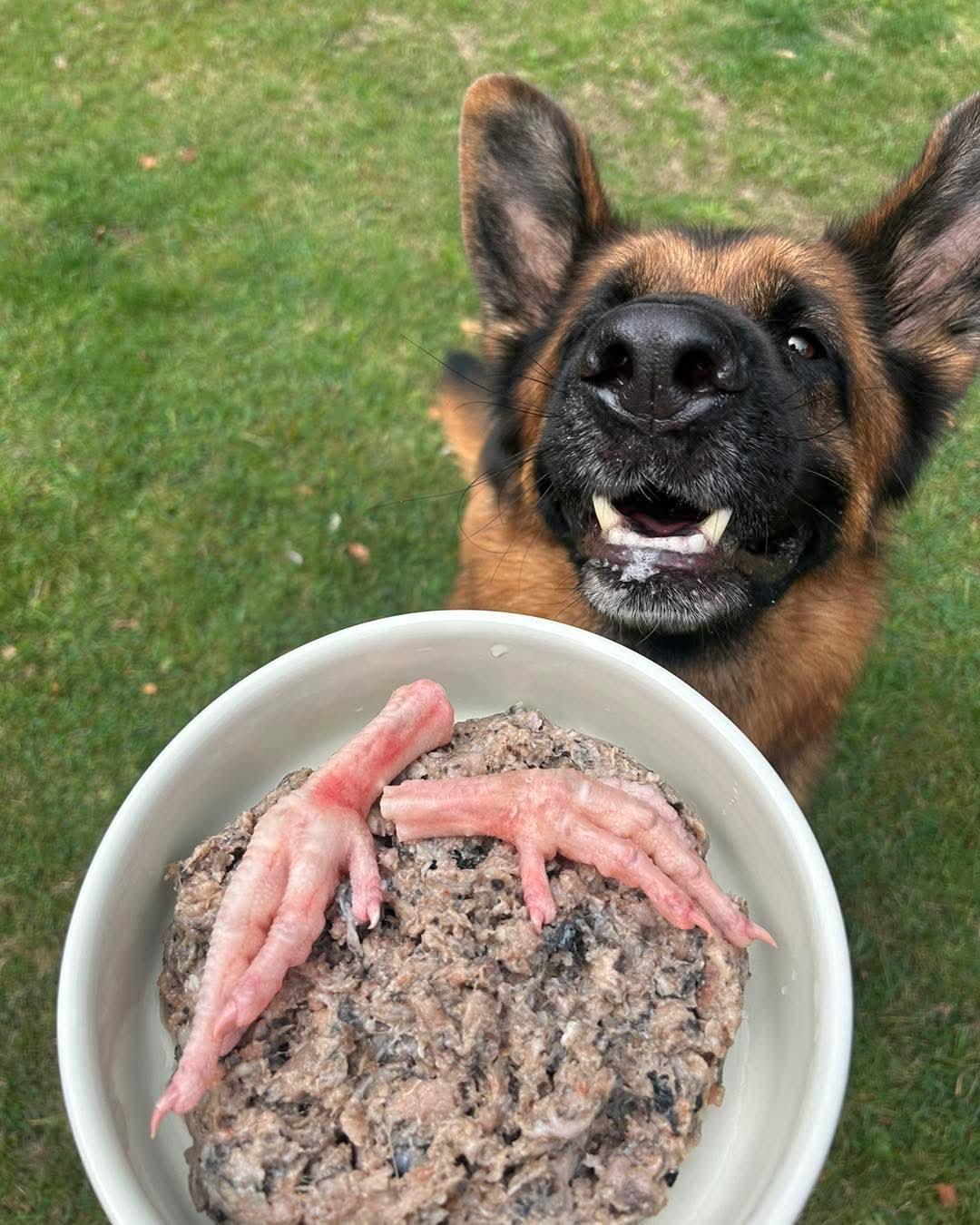 Chicken Feet 1kg - Tripefactory Sunderland - Raw Frozen Treats | Luxury Home Accessories | Heulog Glow