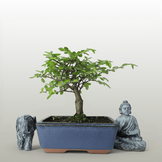 Chinese Elm (Ulmus Parvifolia) Bonsai Tree | Broom | In 15cm Pot | Luxury Home Accessories | Heulog Glow
