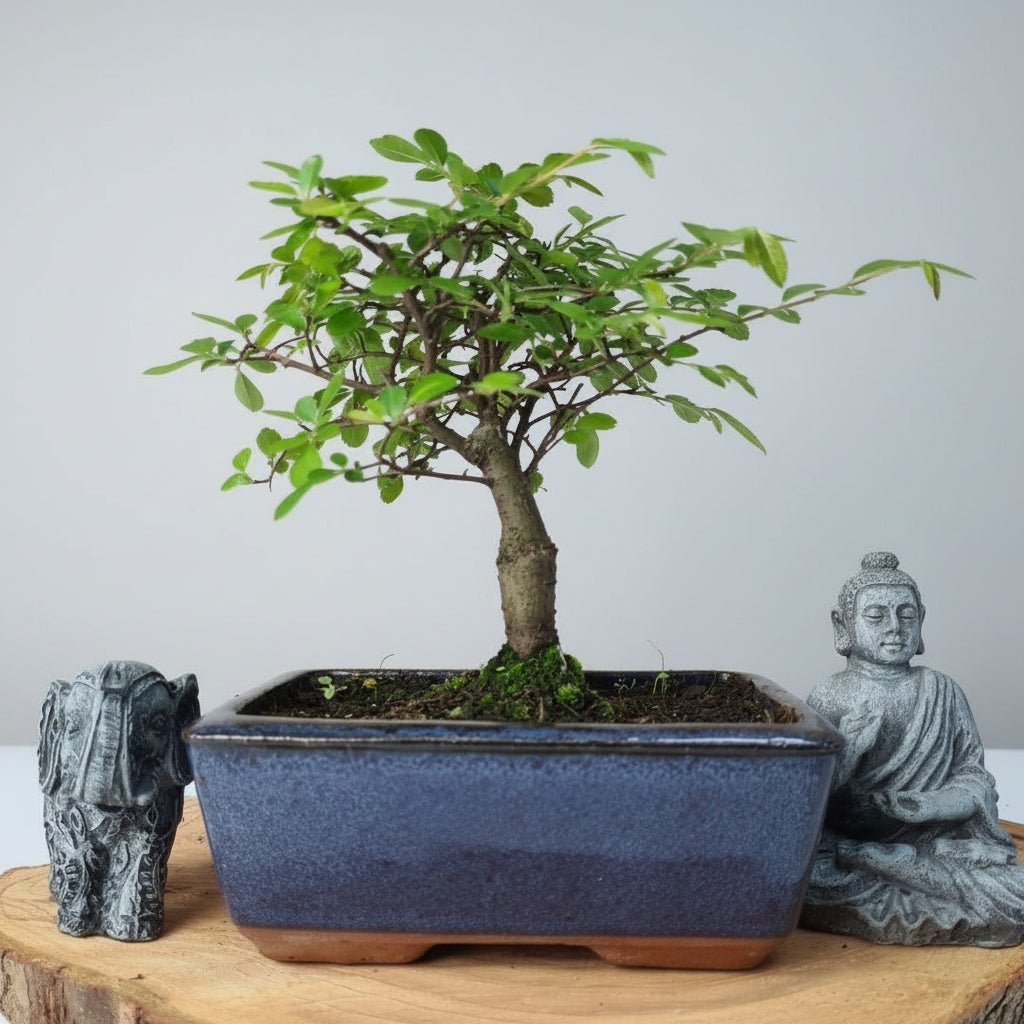 Chinese Elm (Ulmus Parvifolia) Bonsai Tree | Broom | In 15cm Pot | Luxury Home Accessories | Heulog Glow