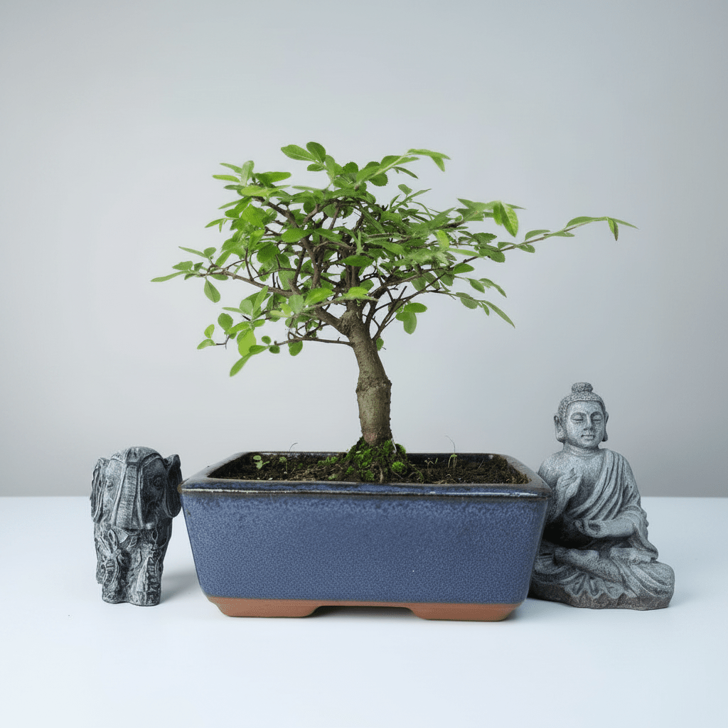 Chinese Elm (Ulmus Parvifolia) Bonsai Tree | Broom | In 15cm Pot | Luxury Home Accessories | Heulog Glow