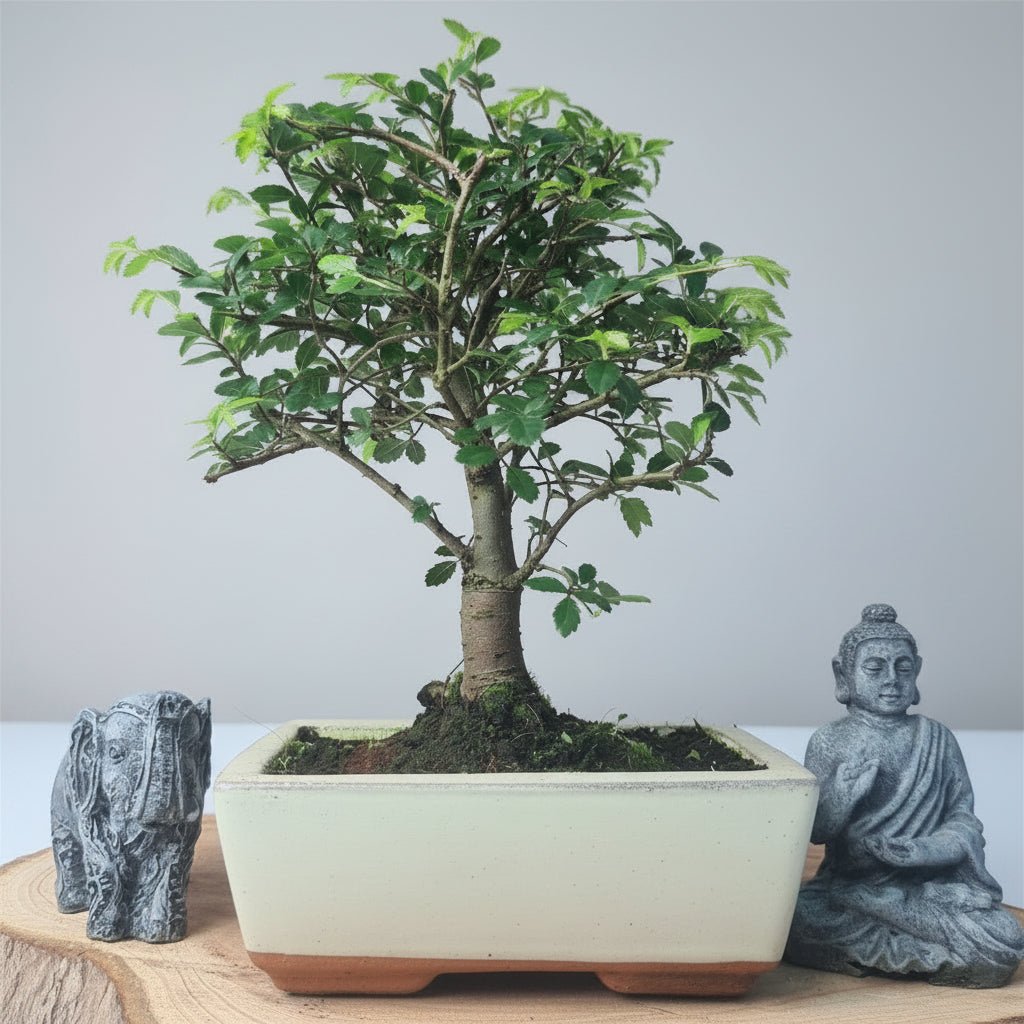 Chinese Elm (Ulmus Parvifolia) Bonsai Tree | Broom | In 15cm Pot | Luxury Home Accessories | Heulog Glow