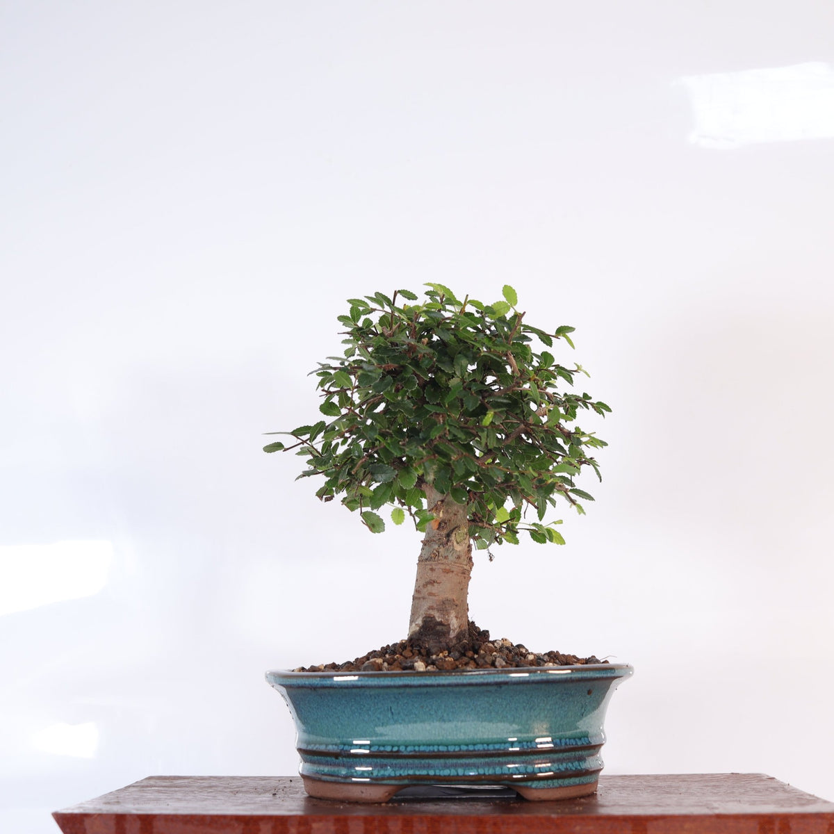 Chinese Elm (Ulmus Parvifolia) Bonsai Tree | Broom | In 18cm Pot | Great Gift | Luxury Home Accessories | Heulog Glow
