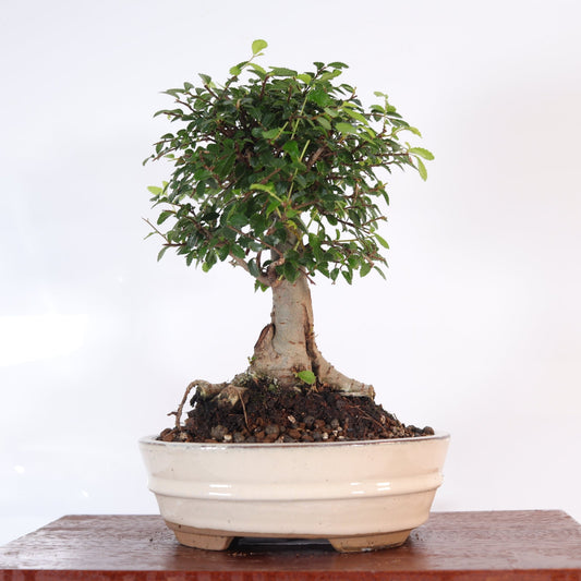 Chinese Elm (Ulmus Parvifolia) Bonsai Tree | Broom | In 18cm Pot | Great Gift | Luxury Home Accessories | Heulog Glow