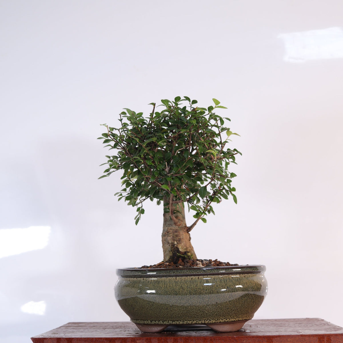 Chinese Elm (Ulmus Parvifolia) Bonsai Tree | Broom | In 18cm Pot | Great Gift | Luxury Home Accessories | Heulog Glow