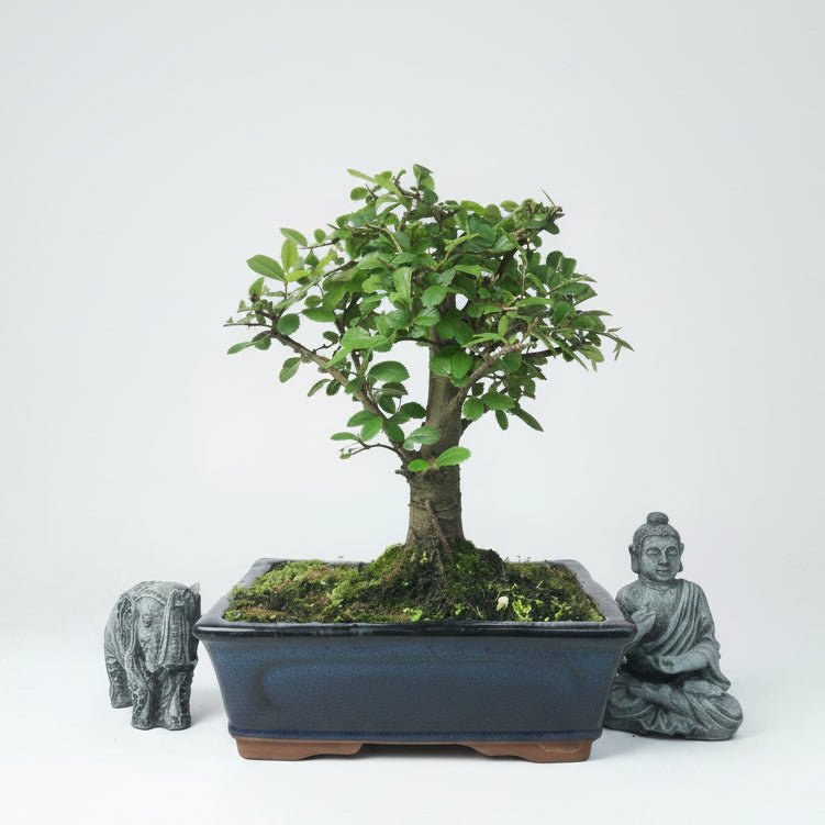 Chinese Elm (Ulmus Parvifolia) Bonsai Tree | Broom | In 20cm Pot | Luxury Home Accessories | Heulog Glow
