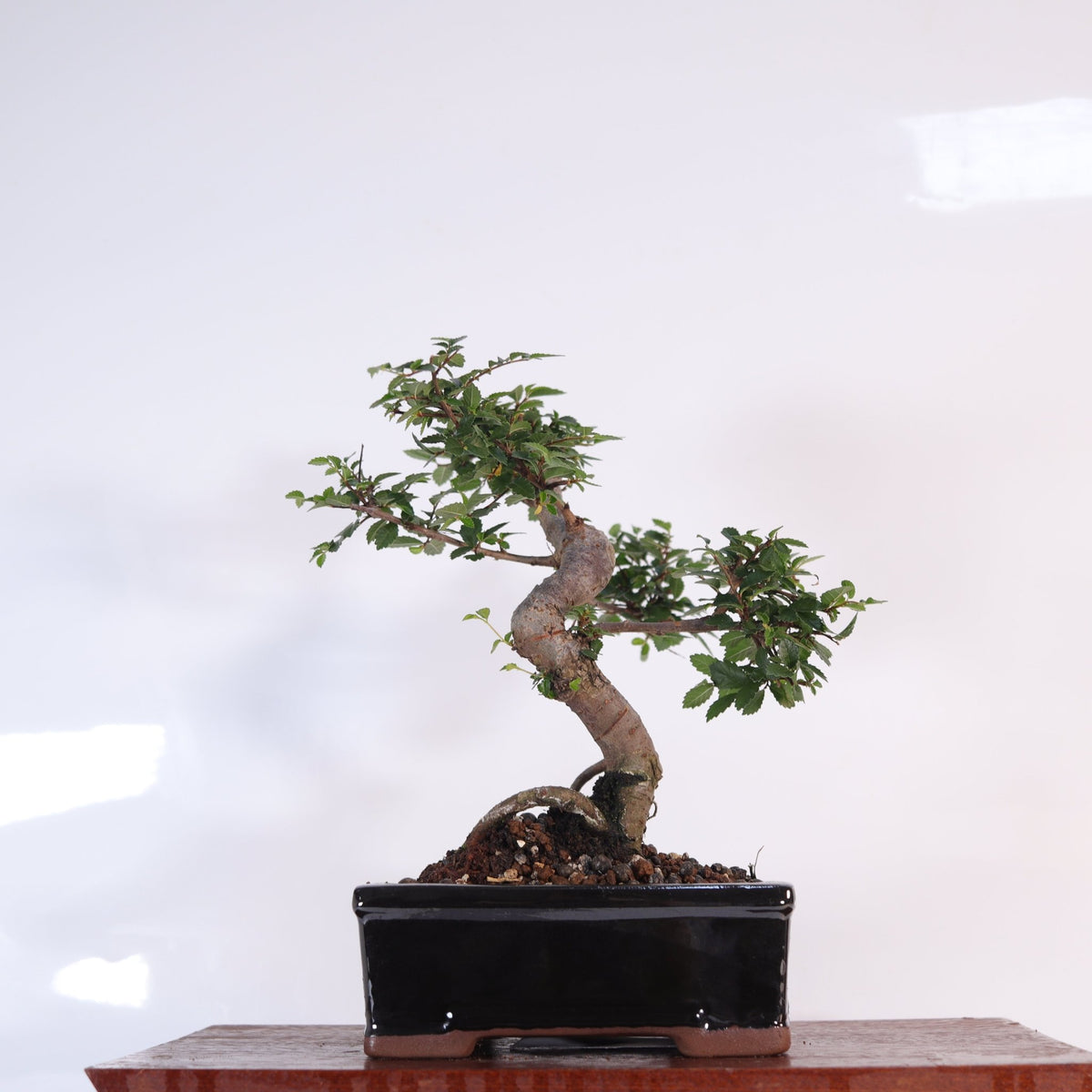 Chinese Elm (Ulmus Parvifolia) Bonsai Tree | Shaped | In 16cm Pot | Great Gift | Luxury Home Accessories | Heulog Glow