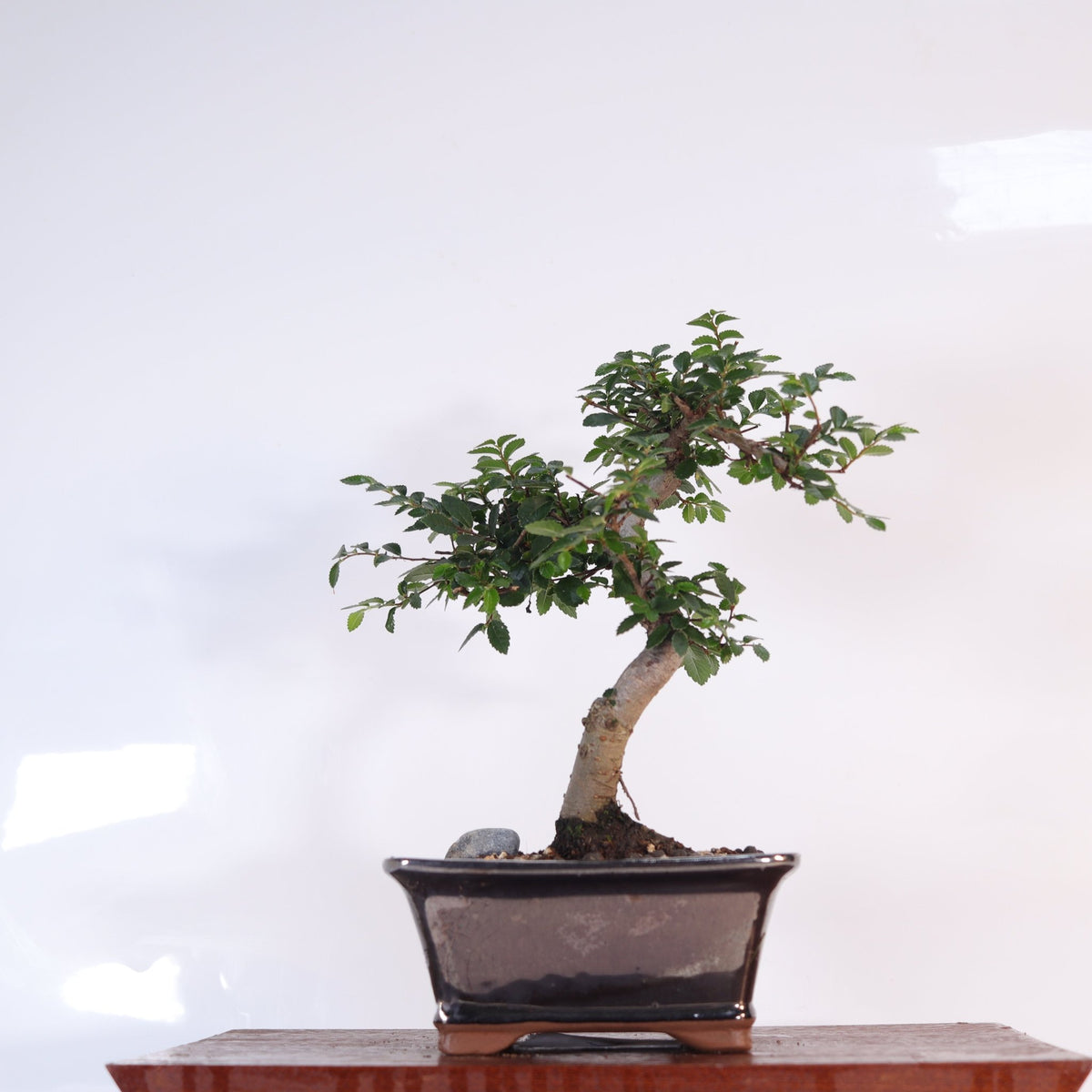 Chinese Elm (Ulmus Parvifolia) Bonsai Tree | Shaped | In 16cm Pot | Great Gift | Luxury Home Accessories | Heulog Glow