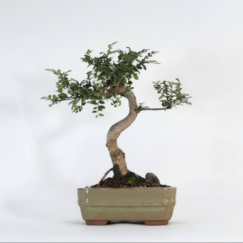 Chinese Elm (Ulmus Parvifolia) Bonsai Tree | Shaped | In 16cm Pot | Great Gift | Luxury Home Accessories | Heulog Glow