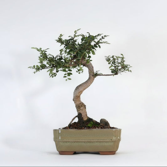 Chinese Elm (Ulmus Parvifolia) Bonsai Tree | Shaped | In 16cm Pot | Great Gift | Luxury Home Accessories | Heulog Glow