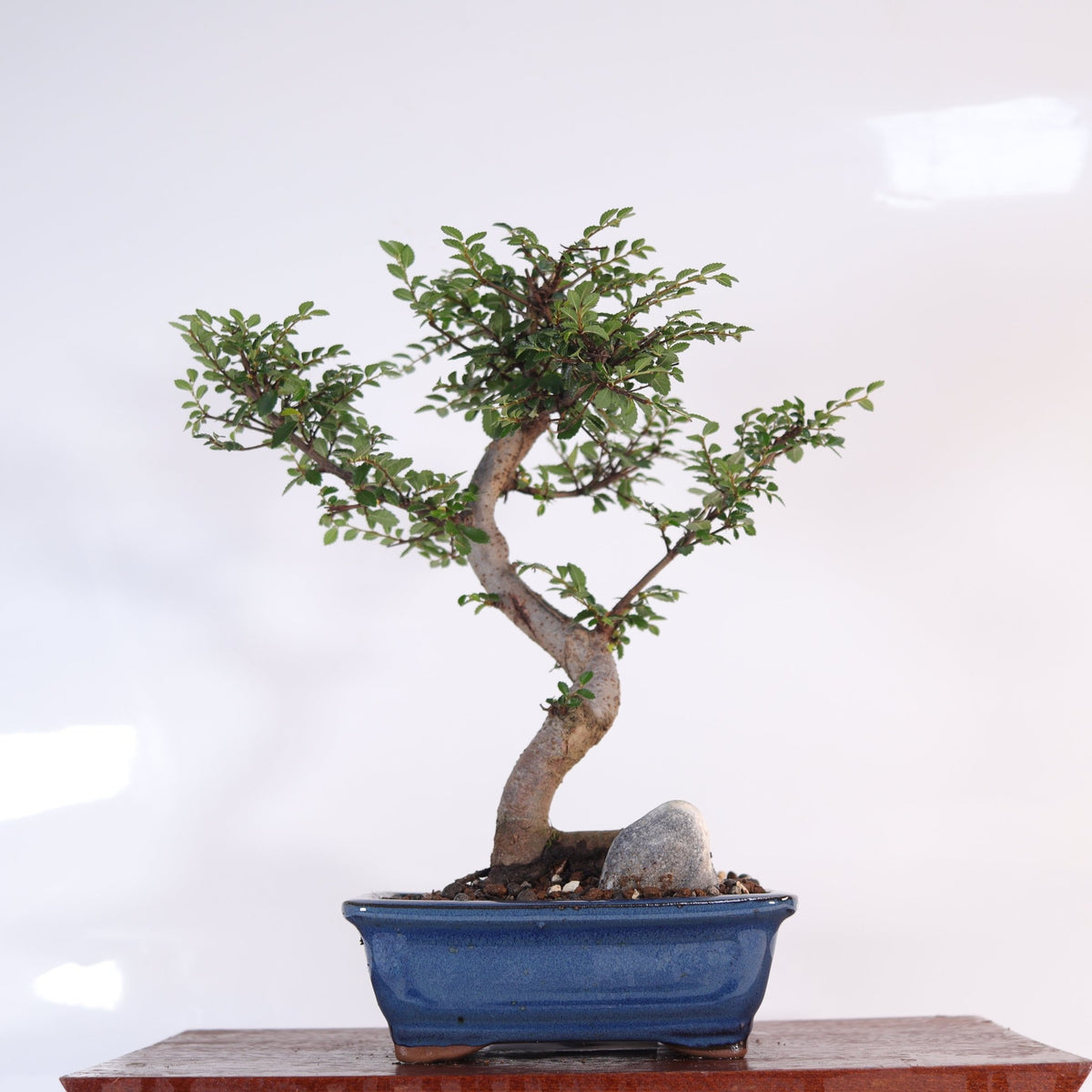Chinese Elm (Ulmus Parvifolia) Bonsai Tree | Shaped | In 16cm Pot | Great Gift | Luxury Home Accessories | Heulog Glow