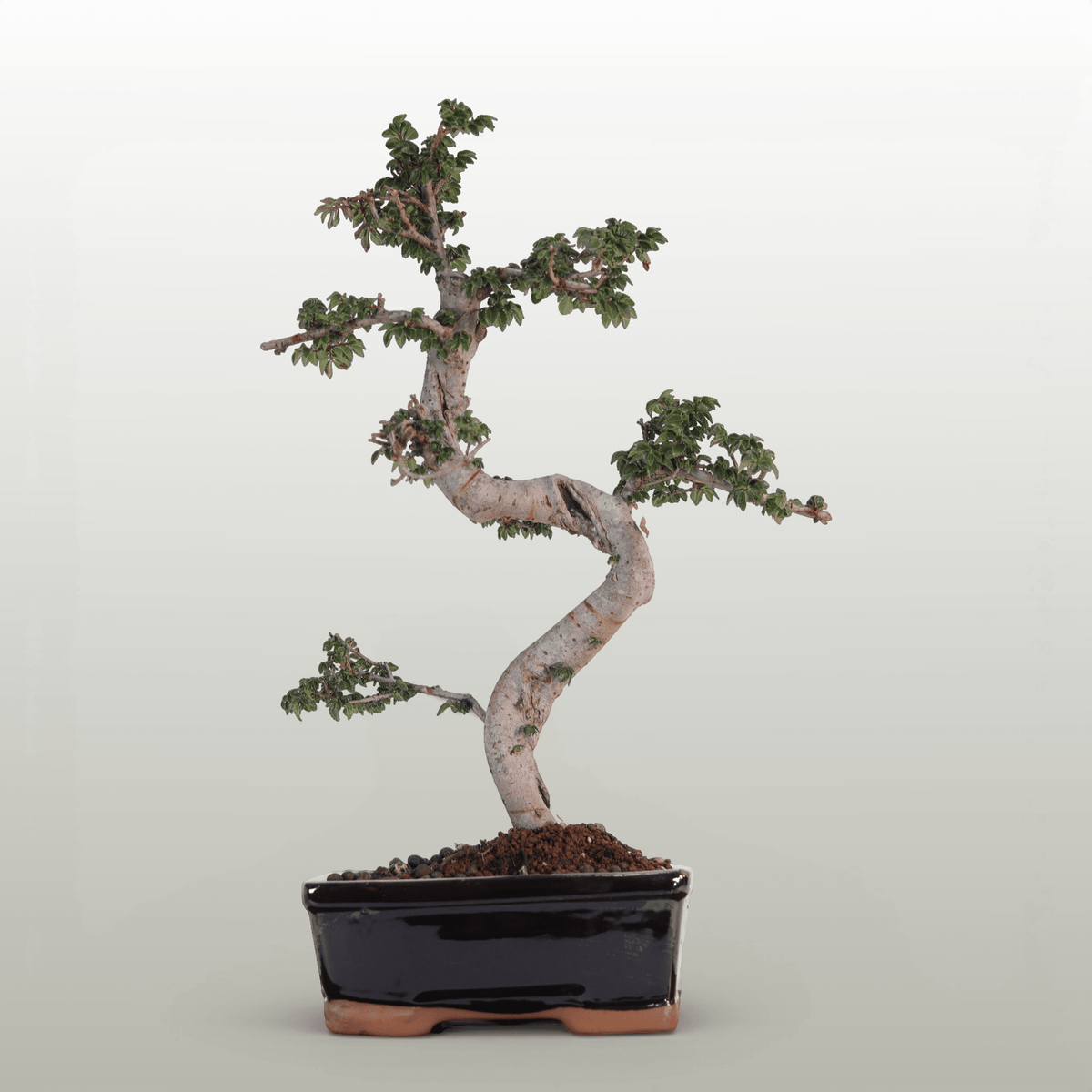 Chinese Elm (Ulmus Parvifolia) Bonsai Tree | Shaped | In 18cm Pot | Great Gift | Luxury Home Accessories | Heulog Glow