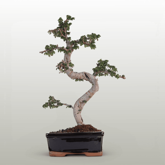 Chinese Elm (Ulmus Parvifolia) Bonsai Tree | Shaped | In 18cm Pot | Great Gift | Luxury Home Accessories | Heulog Glow