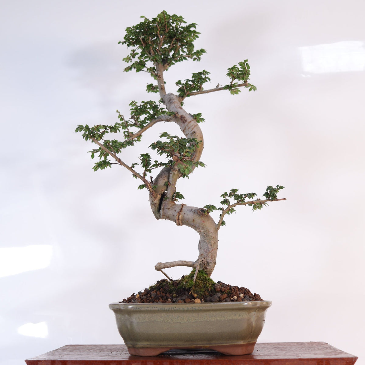 Chinese Elm (Ulmus Parvifolia) Bonsai Tree | Shaped | In 18cm Pot | Great Gift | Luxury Home Accessories | Heulog Glow