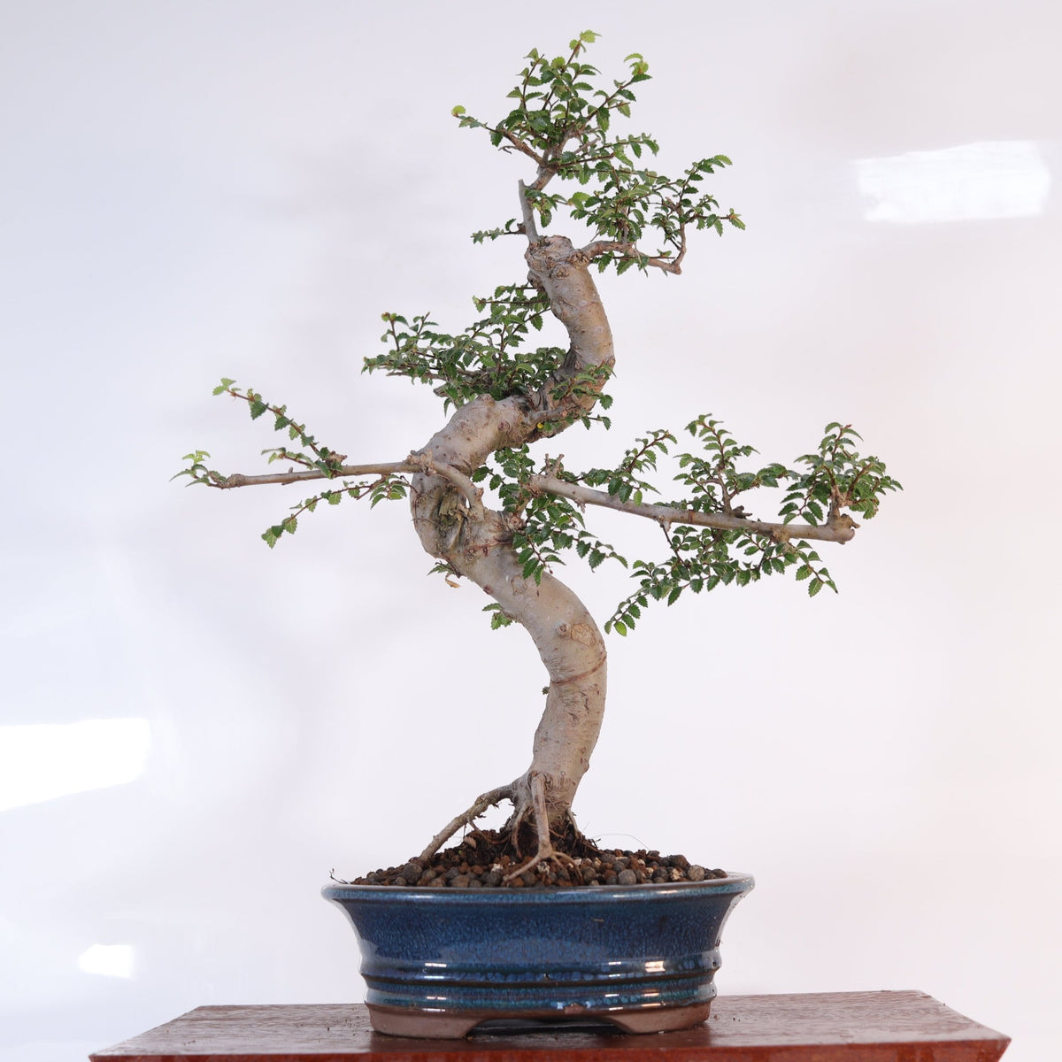 Chinese Elm (Ulmus Parvifolia) Bonsai Tree | Shaped | In 18cm Pot | Great Gift | Luxury Home Accessories | Heulog Glow