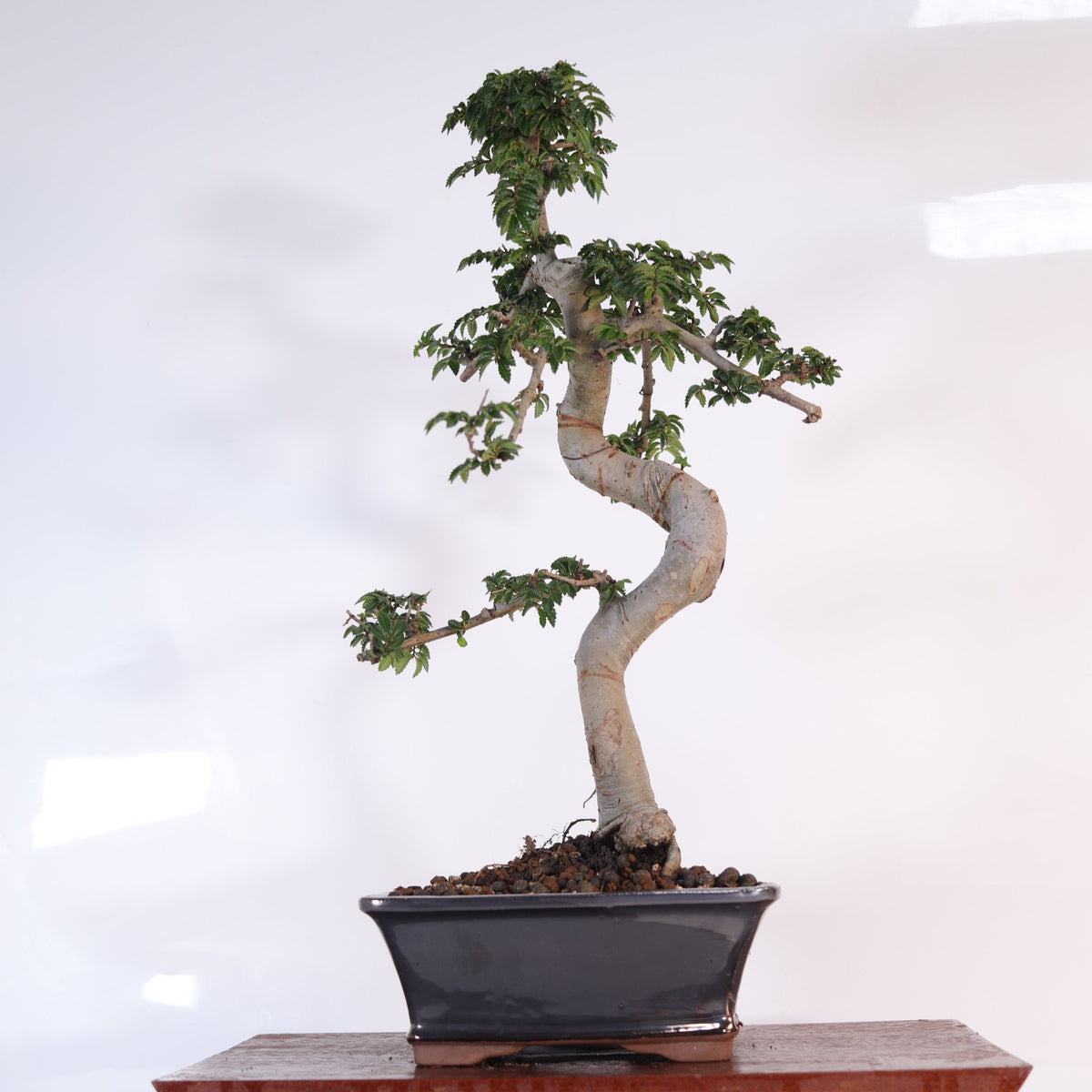 Chinese Elm (Ulmus Parvifolia) Bonsai Tree | Shaped | In 18cm Pot | Great Gift | Luxury Home Accessories | Heulog Glow