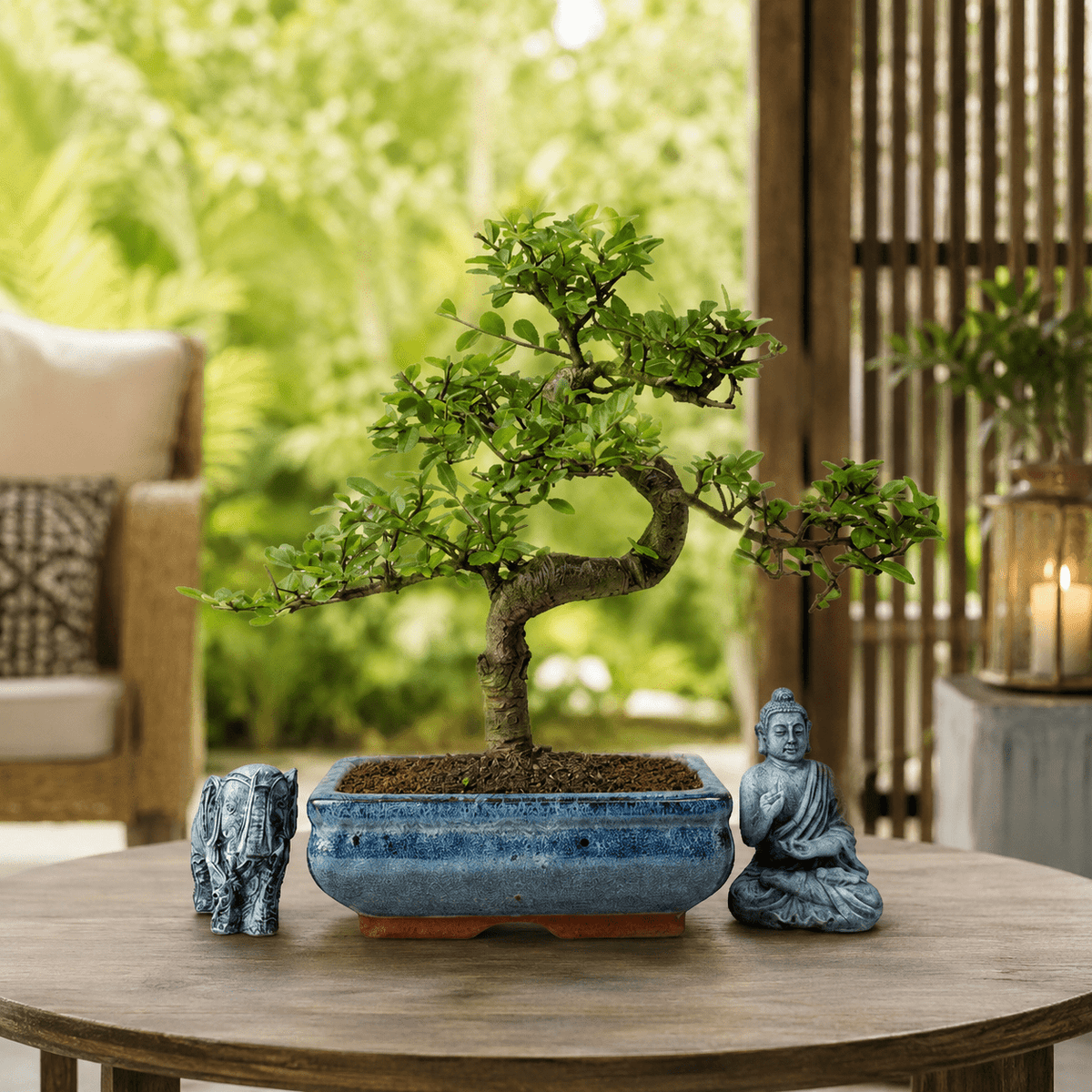 Chinese Elm (Ulmus Parvifolia) Bonsai Tree | Shaped | In 20cm Pot | Luxury Home Accessories | Heulog Glow