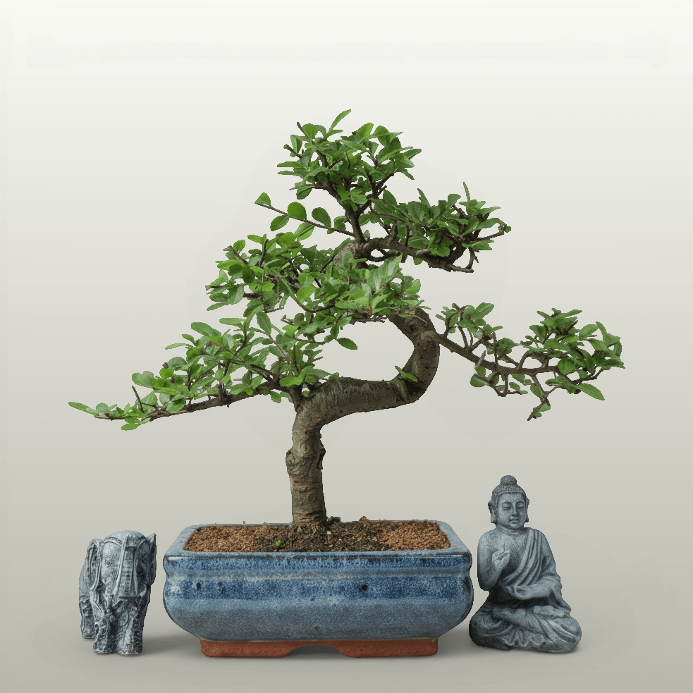 Chinese Elm (Ulmus Parvifolia) Bonsai Tree | Shaped | In 20cm Pot | Luxury Home Accessories | Heulog Glow