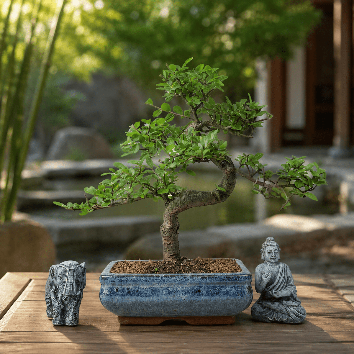 Chinese Elm (Ulmus Parvifolia) Bonsai Tree | Shaped | In 20cm Pot | Luxury Home Accessories | Heulog Glow
