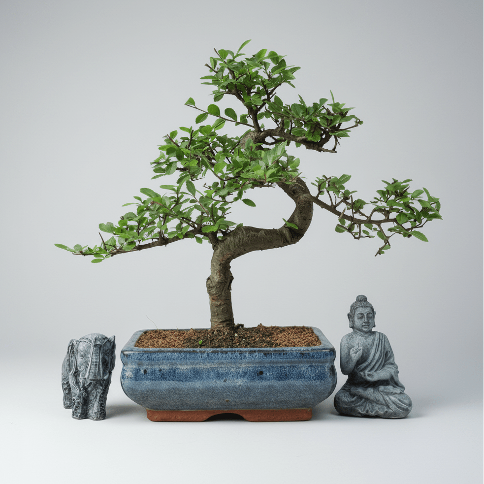 Chinese Elm (Ulmus Parvifolia) Bonsai Tree | Shaped | In 20cm Pot | Luxury Home Accessories | Heulog Glow