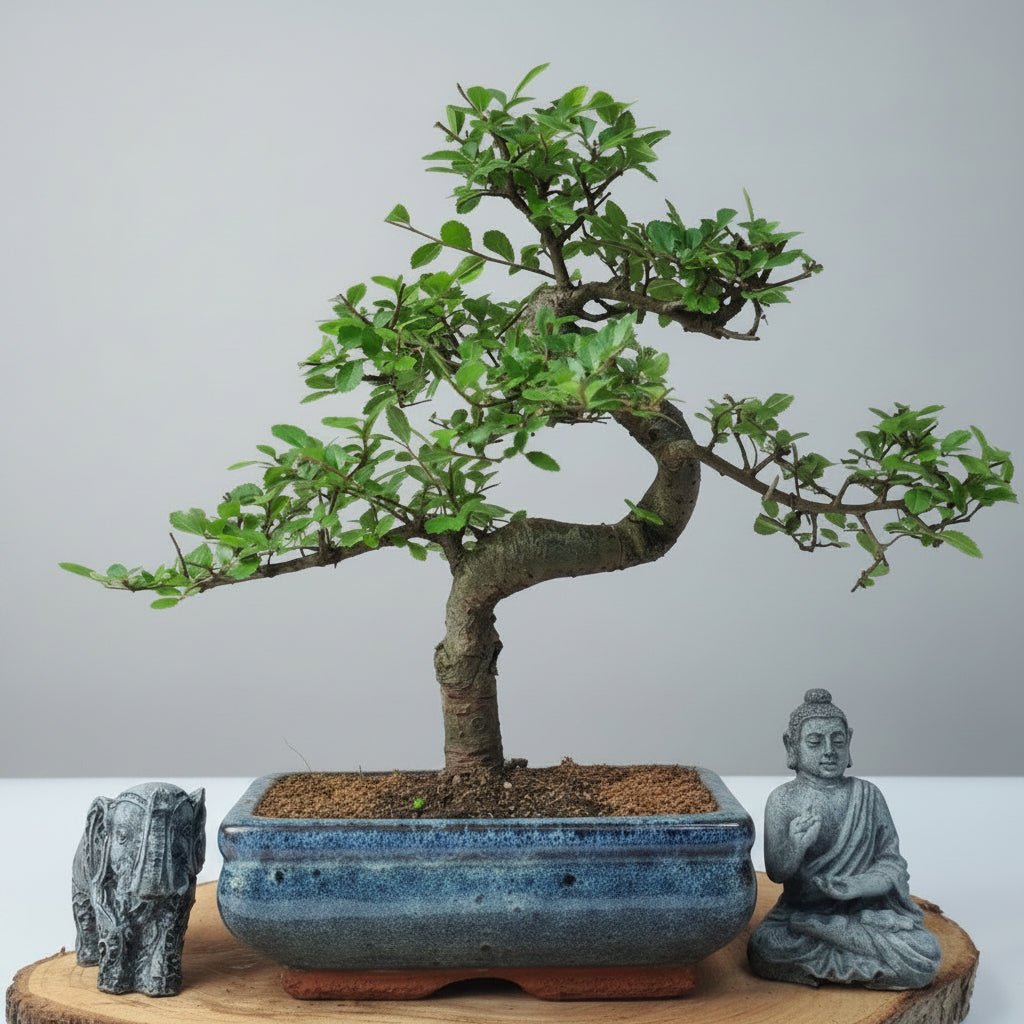 Chinese Elm (Ulmus Parvifolia) Bonsai Tree | Shaped | In 20cm Pot | Luxury Home Accessories | Heulog Glow