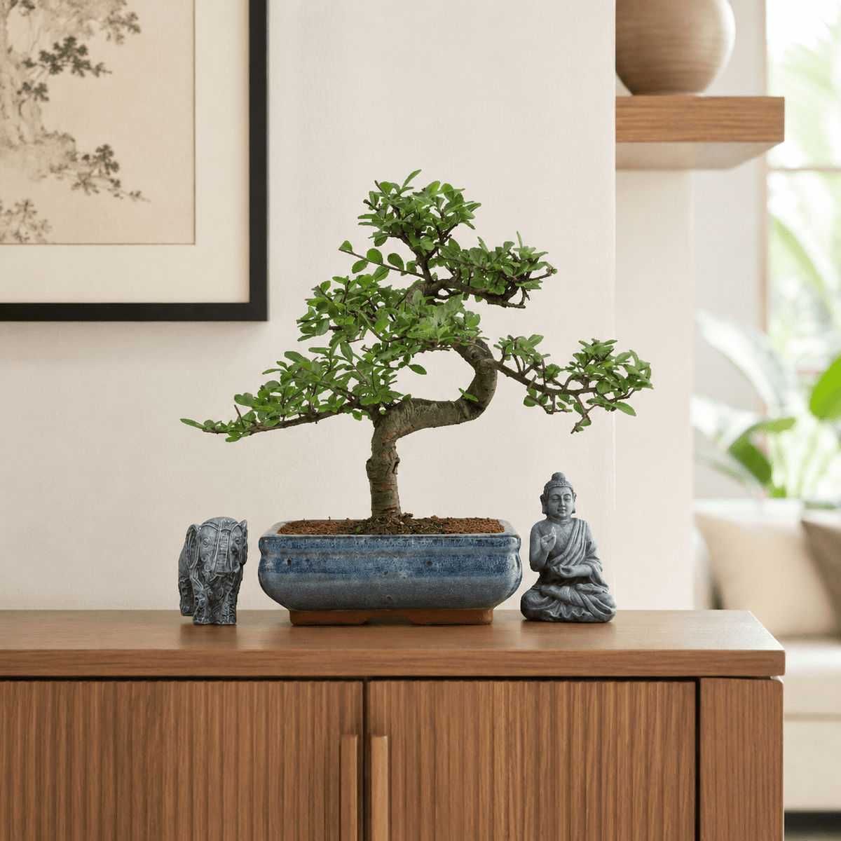 Chinese Elm (Ulmus Parvifolia) Bonsai Tree | Shaped | In 20cm Pot | Luxury Home Accessories | Heulog Glow