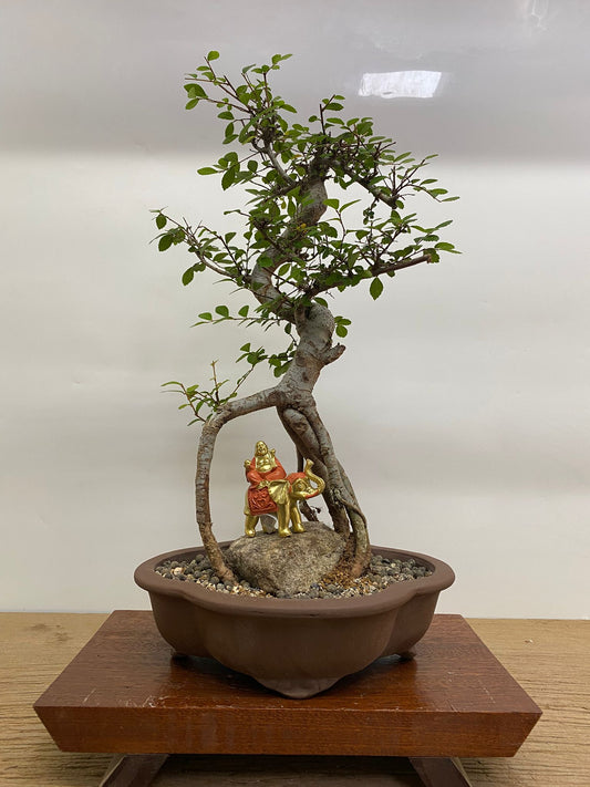 Chinese Elm (Ulmus Parvifolia) Bonsai Tree | Shaped | In 26cm Pot | Great Gift | Luxury Home Accessories | Heulog Glow