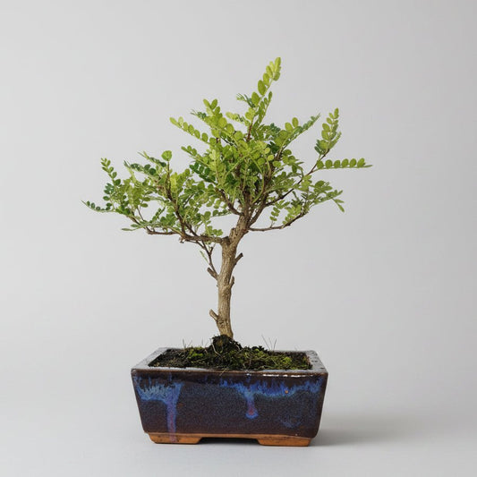 Chinese Pepper (Zanthoxylum Pipertum) Bonsai Tree | Broom | In 15cm Pot | Luxury Home Accessories | Heulog Glow