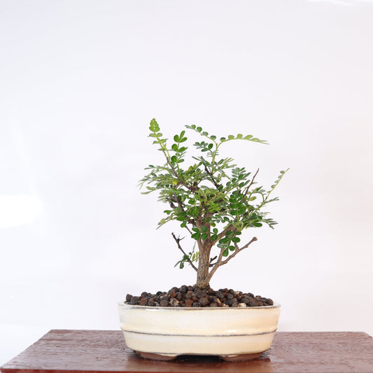 Chinese Pepper (Zanthoxylum Pipertum) Bonsai Tree | Broom | In 16cm Pot | Excellent Gift | Luxury Home Accessories | Heulog Glow
