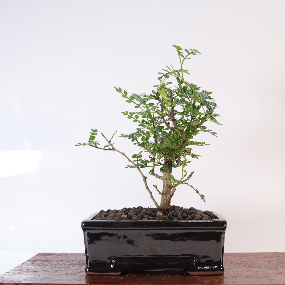 Chinese Pepper (Zanthoxylum Pipertum) Bonsai Tree | Broom | In 16cm Pot | Excellent Gift | Luxury Home Accessories | Heulog Glow
