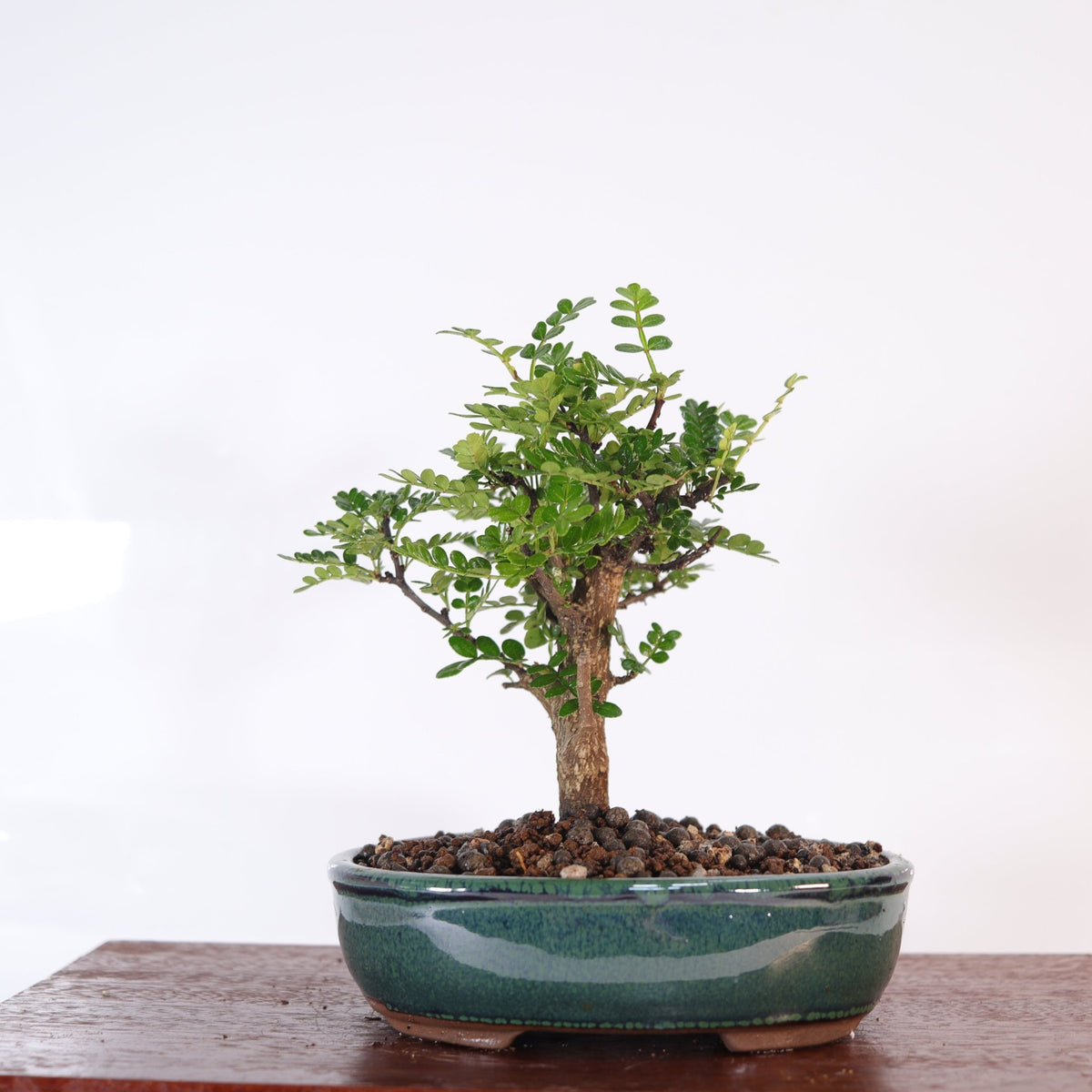 Chinese Pepper (Zanthoxylum Pipertum) Bonsai Tree | Broom | In 16cm Pot | Excellent Gift | Luxury Home Accessories | Heulog Glow