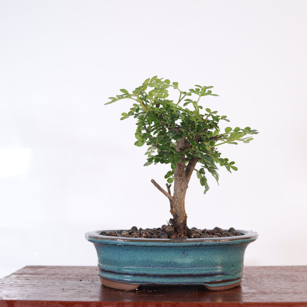 Chinese Pepper (Zanthoxylum Pipertum) Bonsai Tree | Broom | In 16cm Pot | Excellent Gift | Luxury Home Accessories | Heulog Glow