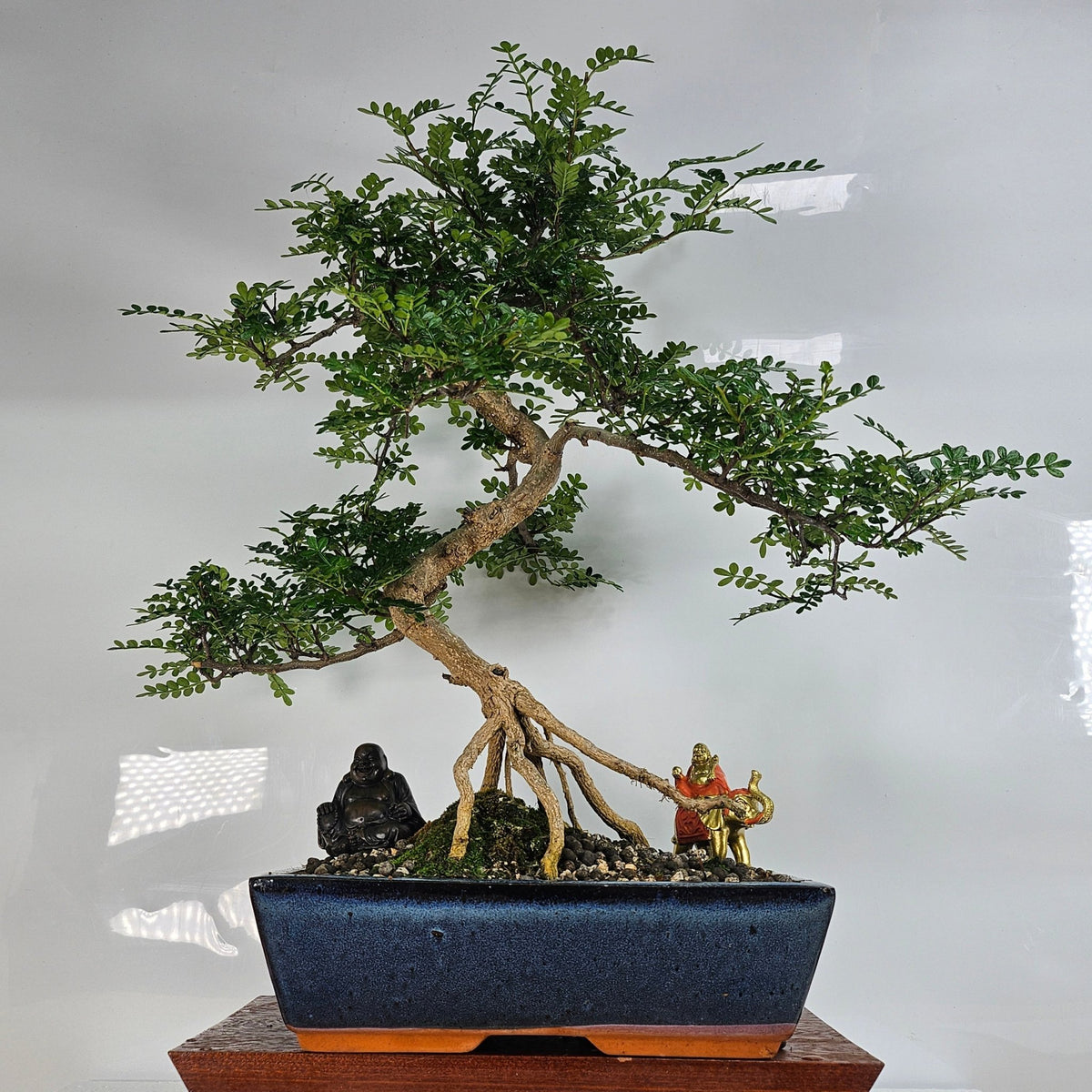 Chinese Pepper (Zanthoxylum Pipertum) Bonsai Tree | Shaped | In 30cm Pot | Luxury Home Accessories | Heulog Glow