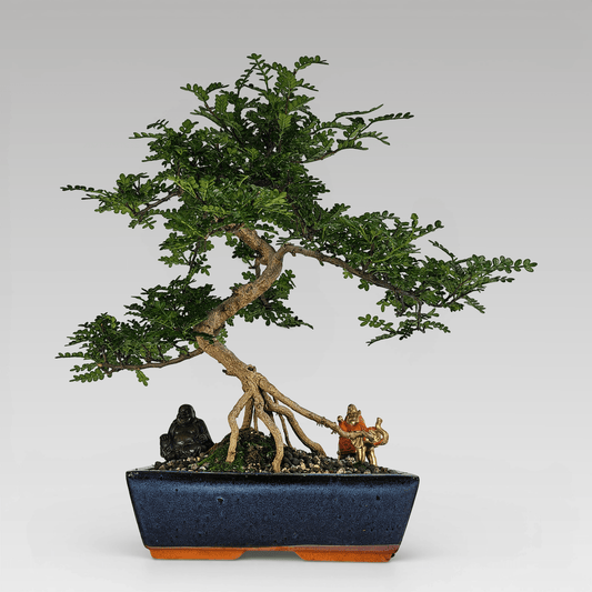 Chinese Pepper (Zanthoxylum Pipertum) Bonsai Tree | Shaped | In 30cm Pot | Luxury Home Accessories | Heulog Glow