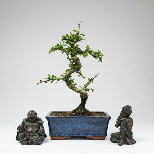 Clearance: Fukien Tea Tree (Carmona Retusa) Bonsai Tree | Shaped | In 15cm Pot | Luxury Home Accessories | Heulog Glow