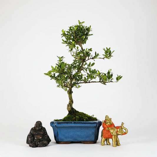 Clearance: Japanese Holly (Ilex Crenata) Bonsai Tree | Shaped | In 15cm Pot | Luxury Home Accessories | Heulog Glow