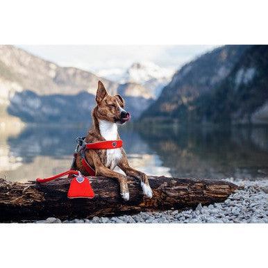 Coralpina Leash Cinquetorri Red 1.1m x 1.4cm x 1cm | Luxury Home Accessories | Heulog Glow