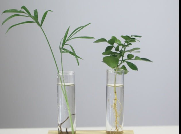 Creative Wooden Glass Bottle Plant Vase | Luxury Home Accessories | Heulog Glow