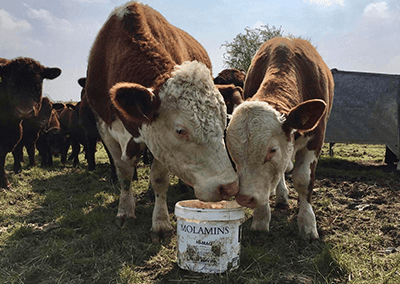 DK Cattle Molamin Bucket | Luxury Home Accessories | Heulog Glow