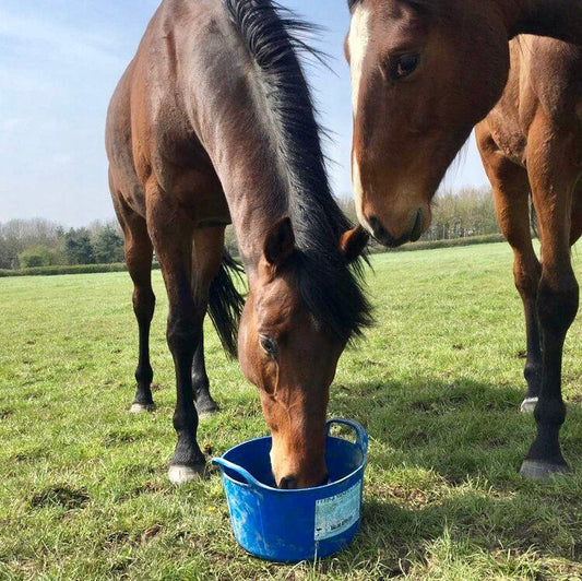 DK Equine Flexi Tub with Herbs | Luxury Home Accessories | Heulog Glow