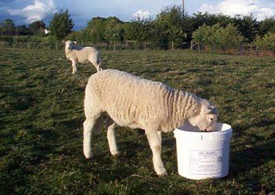 DK Sheep Molamin Bucket | Luxury Home Accessories | Heulog Glow