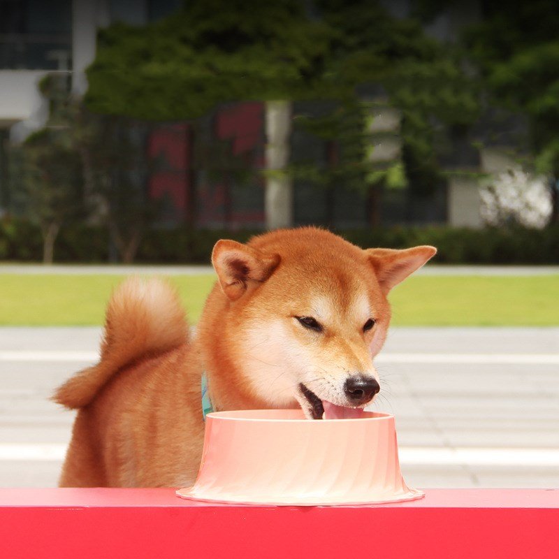 Dog bowl cat bowl healthy water bowl | Luxury Home Accessories | Heulog Glow