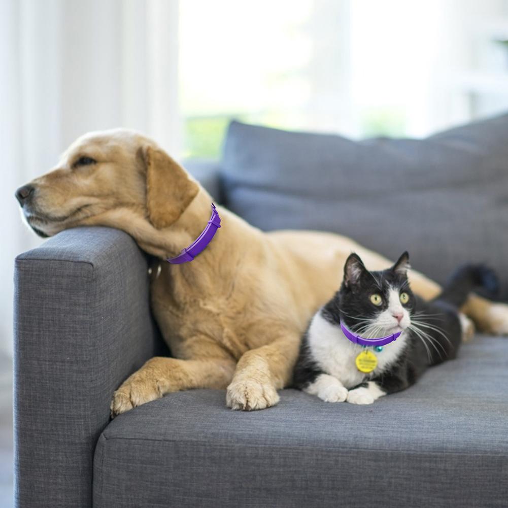 Dog Comfort Collar Cat Teddy Pet | Luxury Home Accessories | Heulog Glow