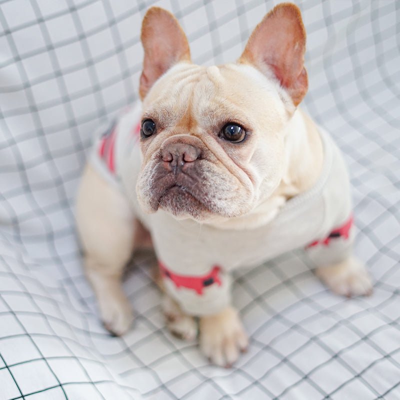 Dog fighting clothes | Luxury Home Accessories | Heulog Glow